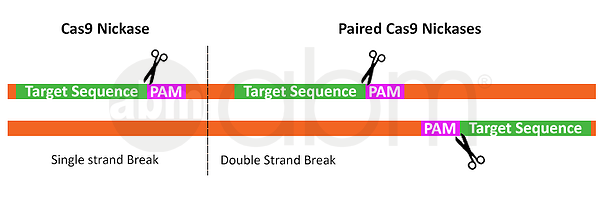 CRISPR Crash Course (Week 1) | abm Inc.