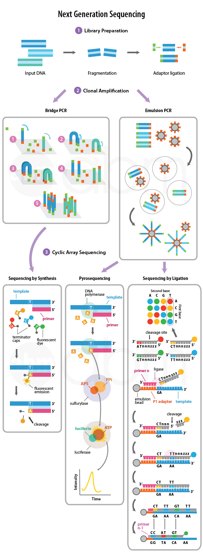 Next Generation Sequencing Protocol XZRWF Next Generation Sequencing Protocol XZRWF