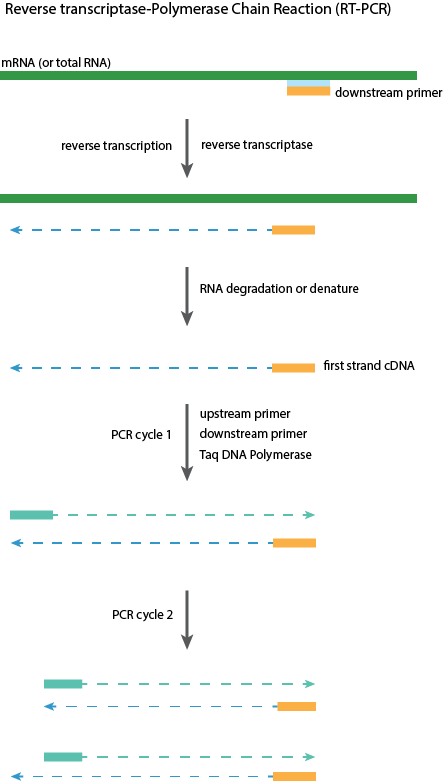 Polymerase Chain Reaction PCR Reverse Transcription Abm Inc 