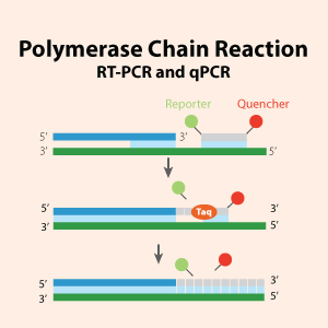 Real Time Pcr Dna
